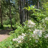 Review photo of Spruce Pond Camping Area - Morgan Hill State Forest by Janet R., June 16, 2024