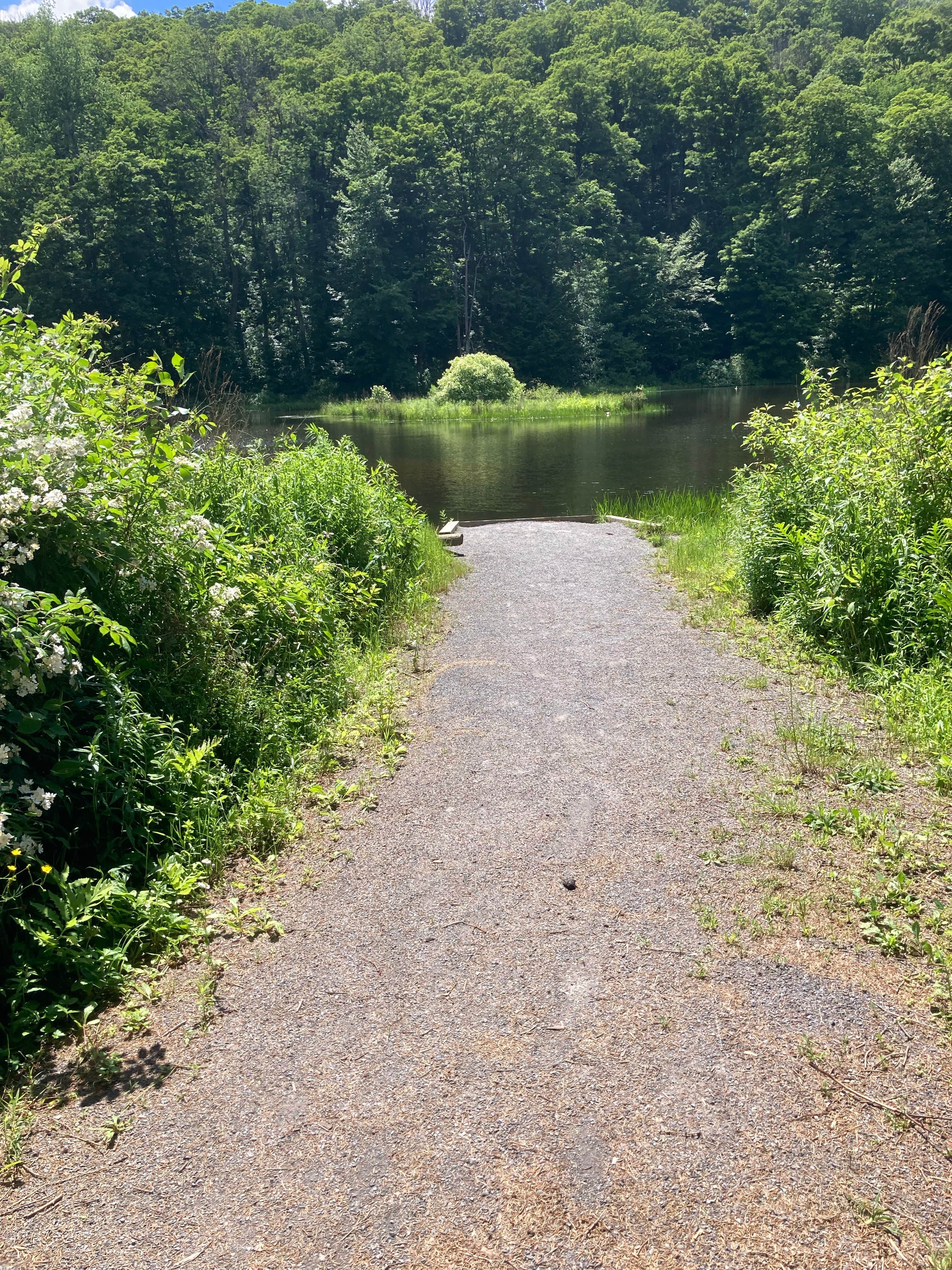 Camper submitted image from Spruce Pond Camping Area - Morgan Hill State Forest - 5