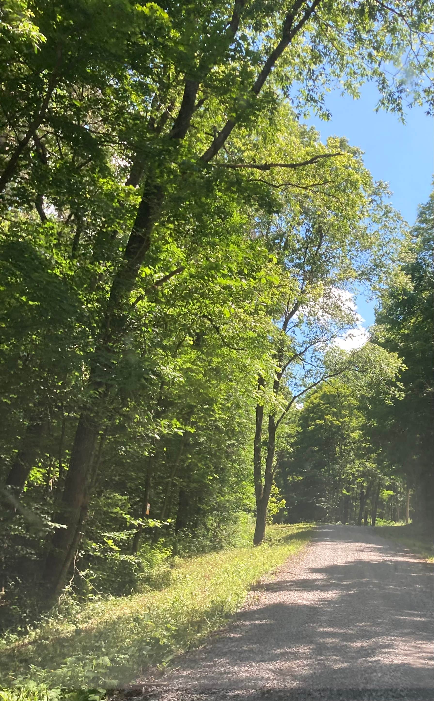 Janet R.'s photo of a dispersed camping area at Morgan Hill State Forest Dispersed near Syracuse, NY