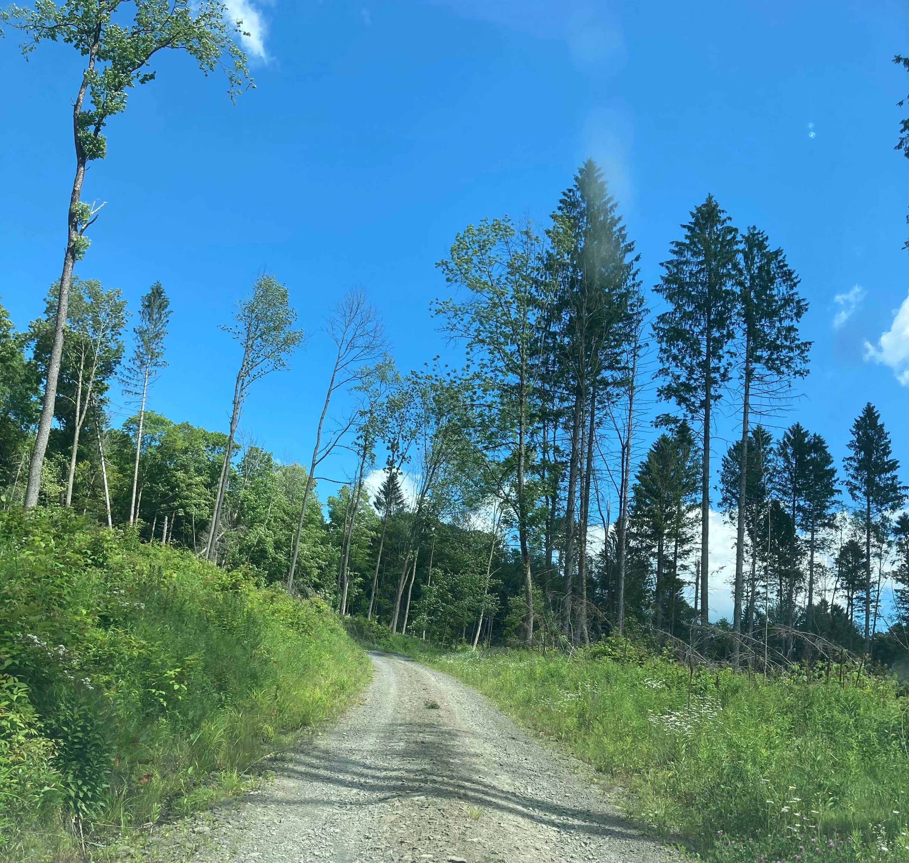 Morgan Hill State Forest Dispersed