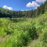 Review photo of Spruce Pond Camping Area - Morgan Hill State Forest by Janet R., June 16, 2024