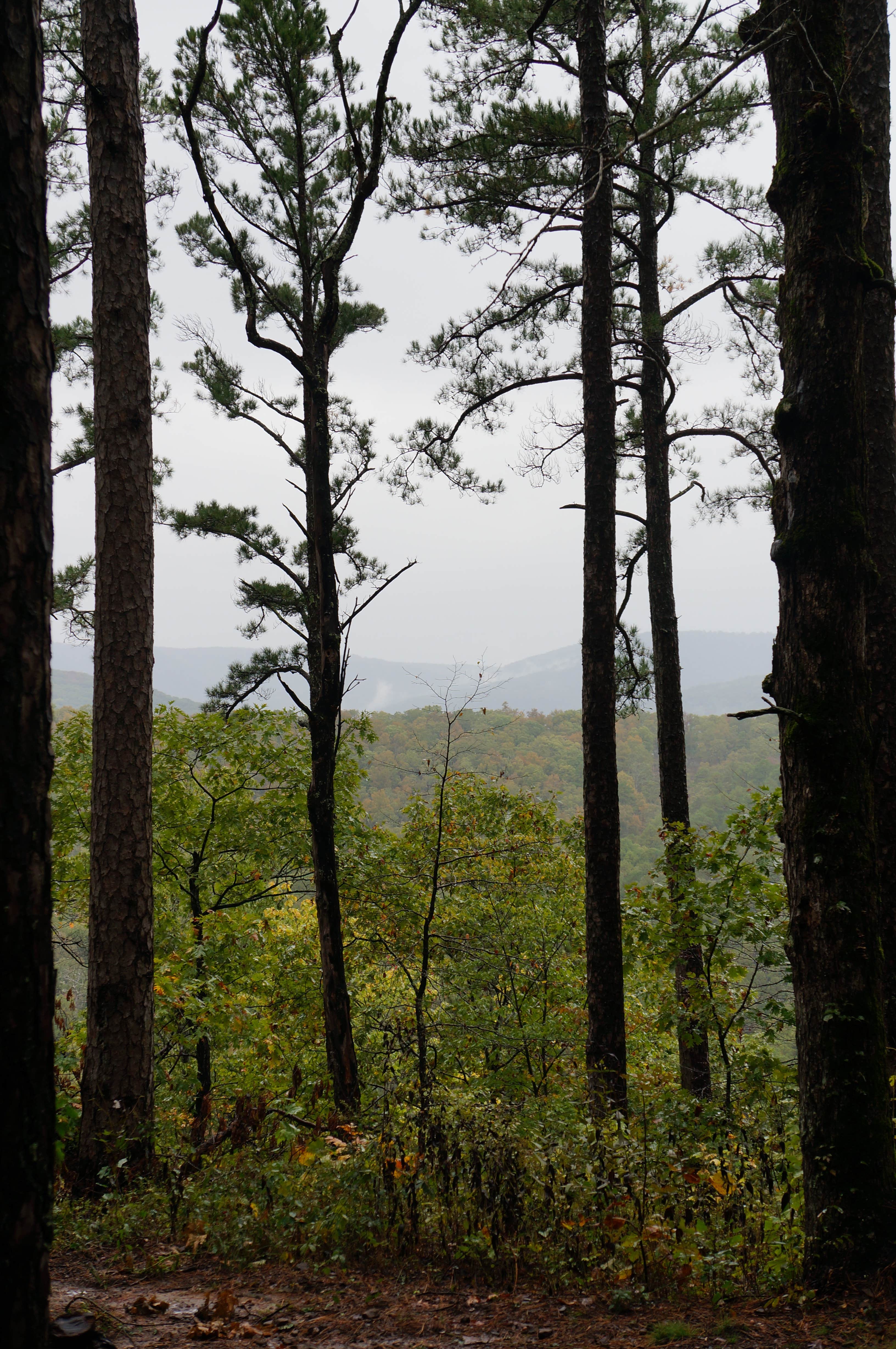 Camper-submitted photo at Morgan Mtn Rd/Spy Rock Dispersed near Fayetteville, AR