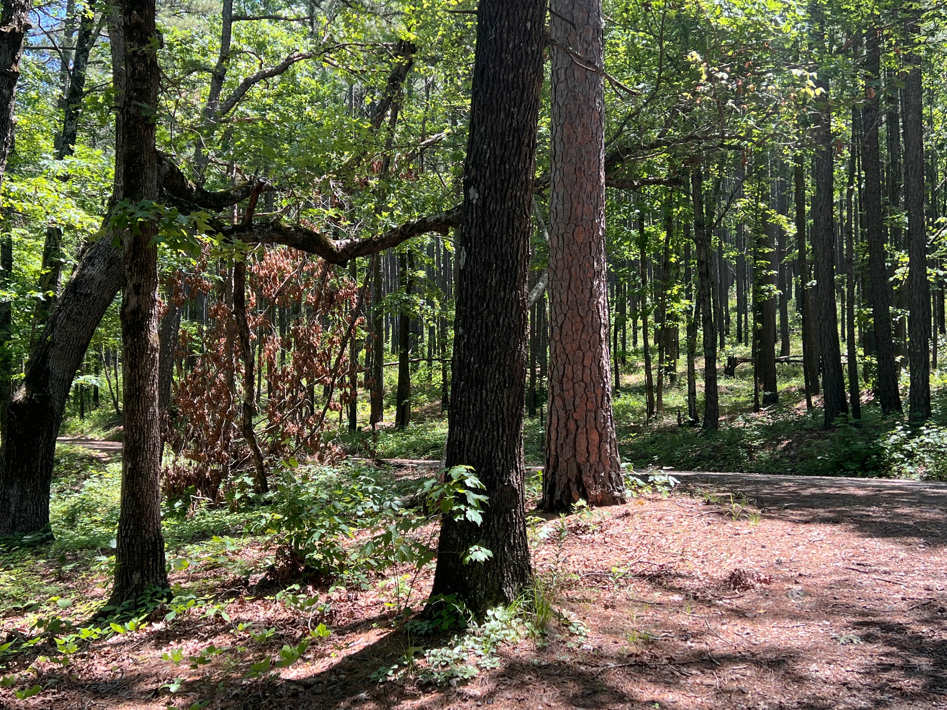 Camper-submitted photo at Morgan Mtn Rd/Spy Rock Dispersed near Fayetteville, AR