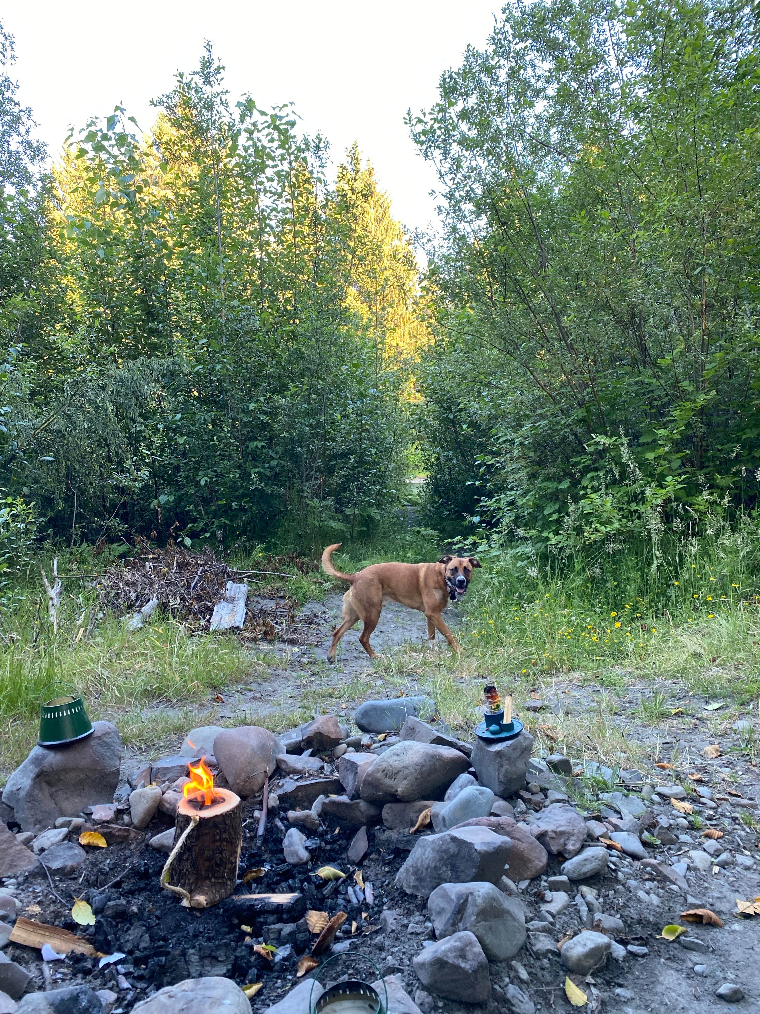 Camper-submitted photo at Hoh River Dispersed Camping near Forks, WA