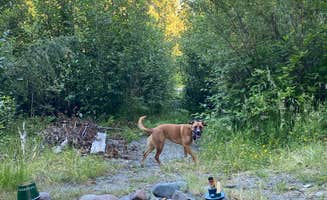 Julia F.'s photo of camping with pets at Hoh River Dispersed Camping near Olympic National Park