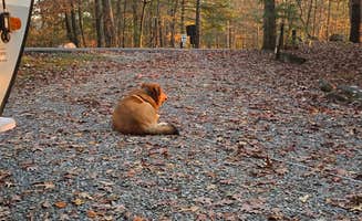 Alisha L.'s photo at Morganton Point Campground near Copperhill, TN