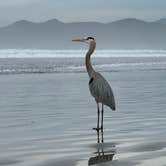 Review photo of Morro Strand State Beach Campground by Candyse D., January 22, 2026