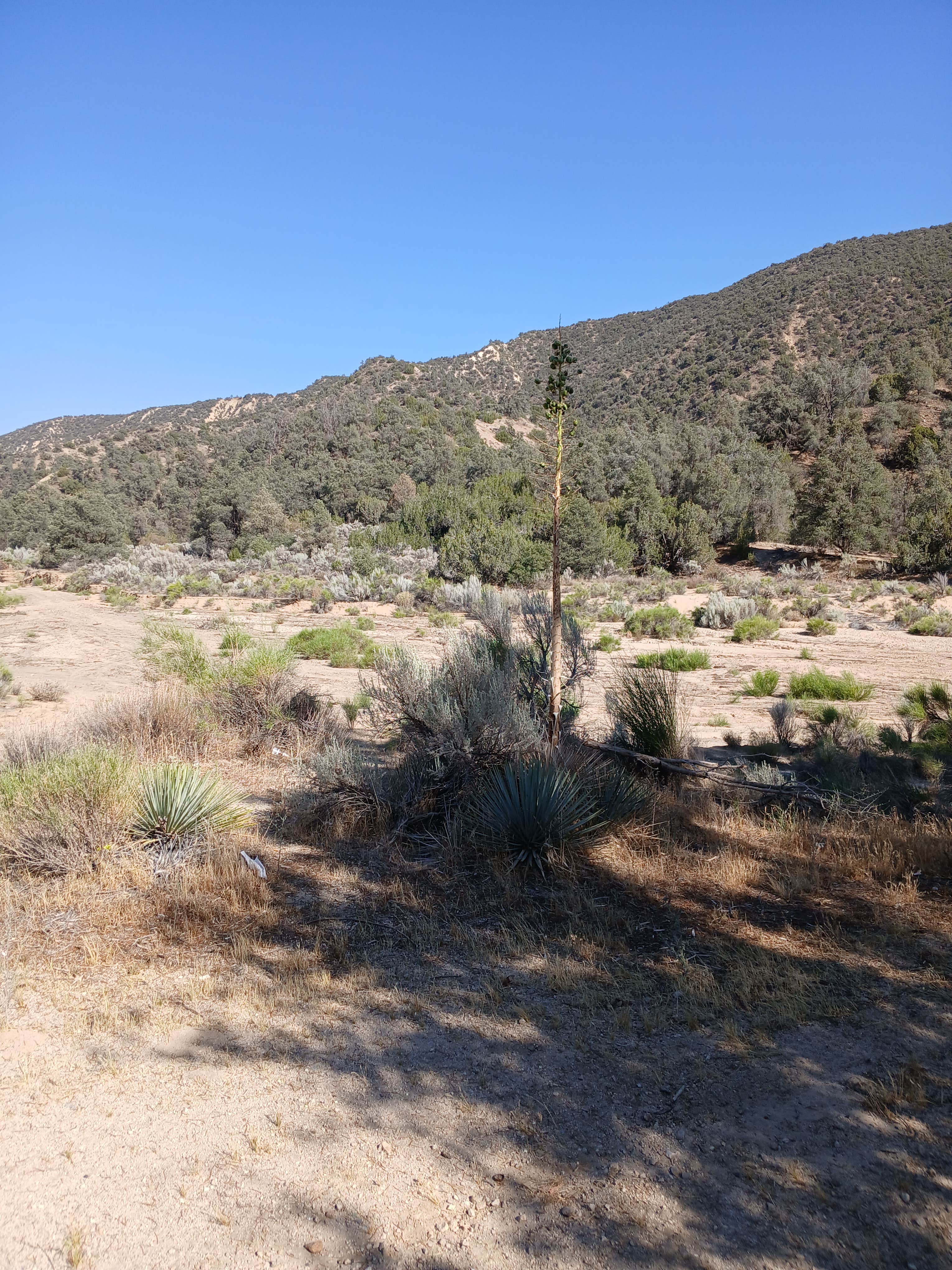 Camper-submitted photo at Morrow hill dispersed near Moorpark, CA