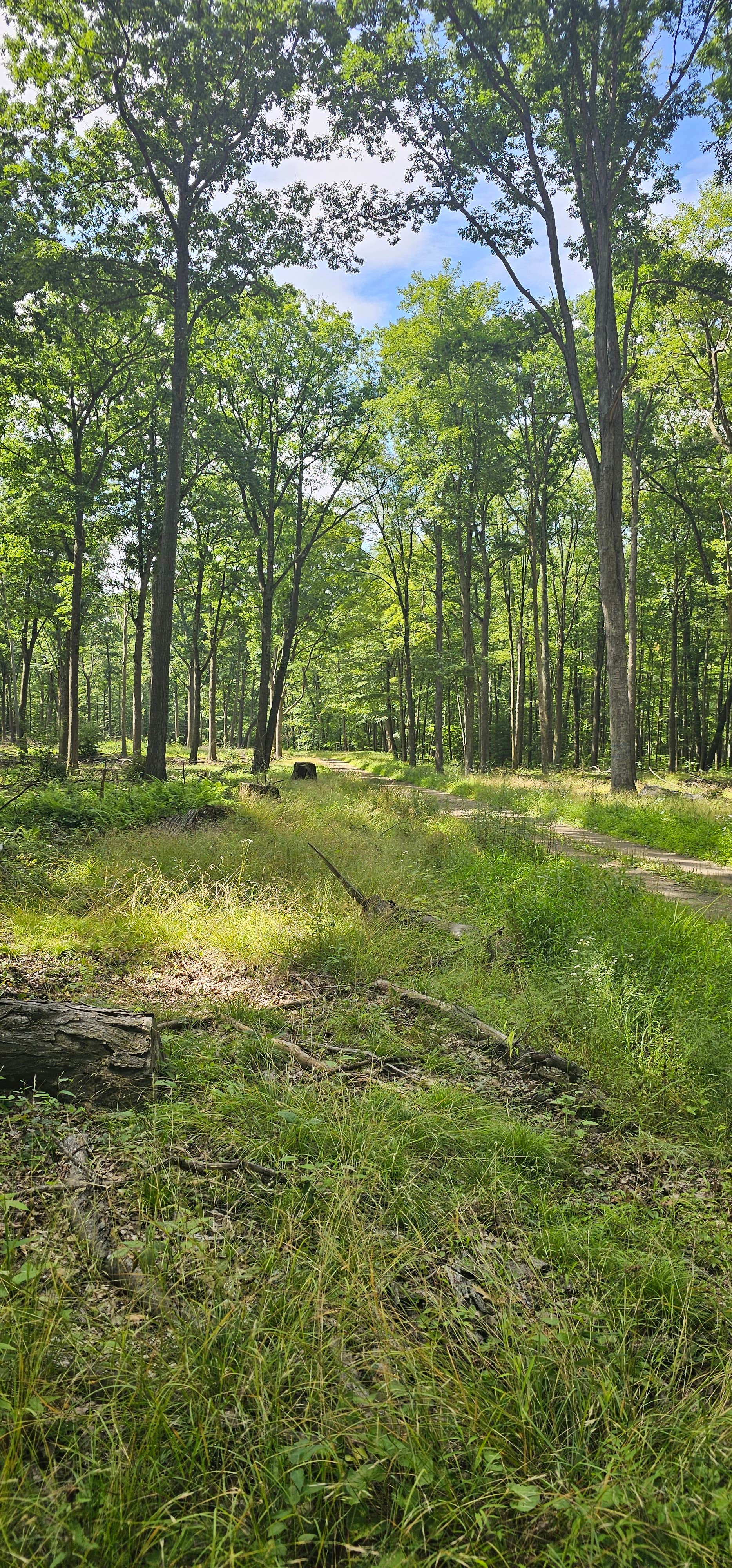 Camper-submitted photo at moshannon Forest near Weedville, PA