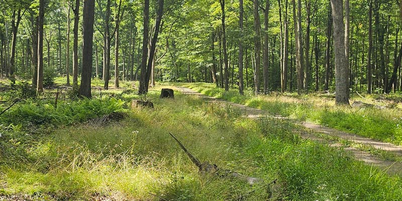 Camper submitted image from moshannon Forest