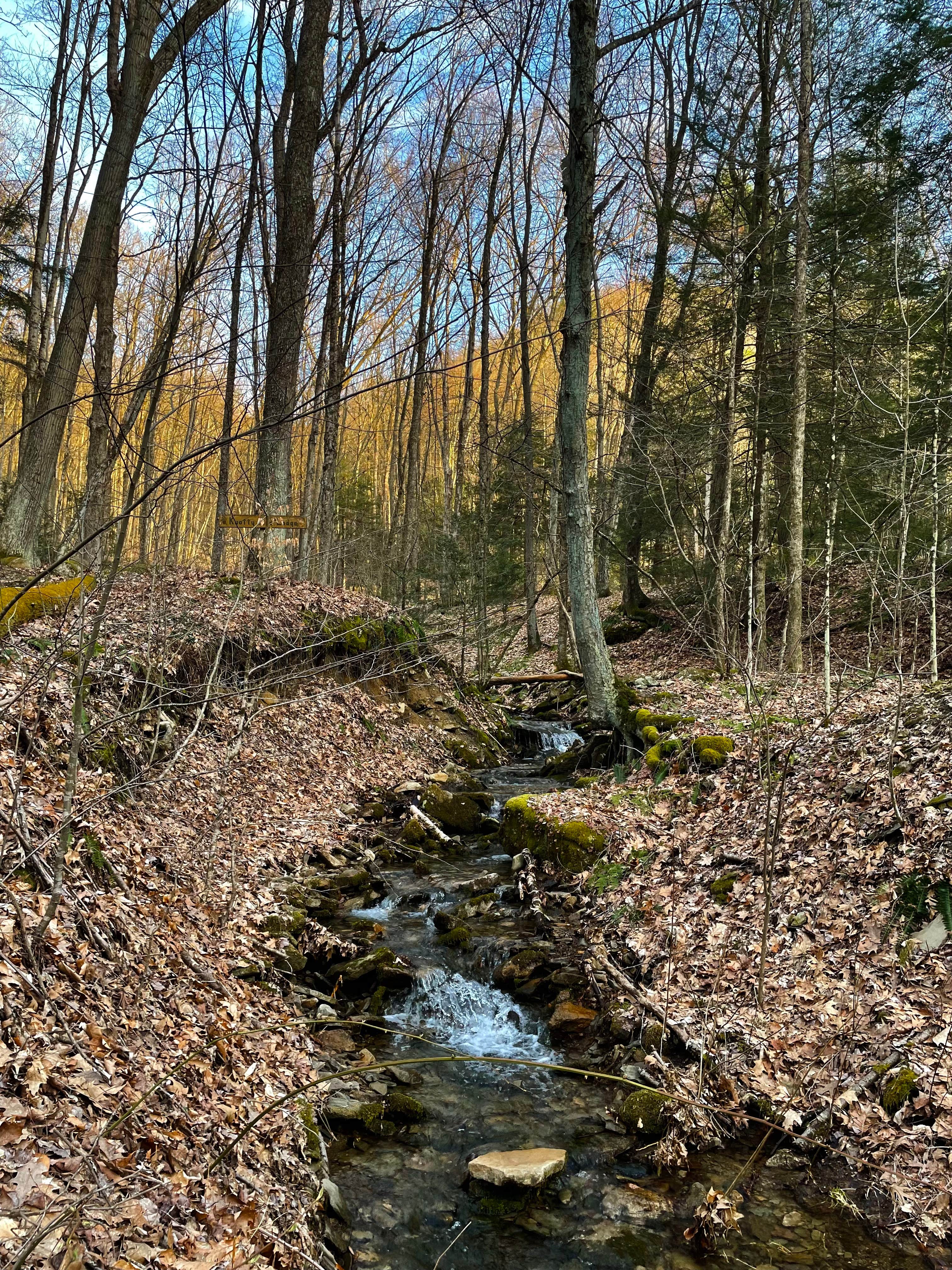 Camper submitted image from Moshannon State Forest - 5