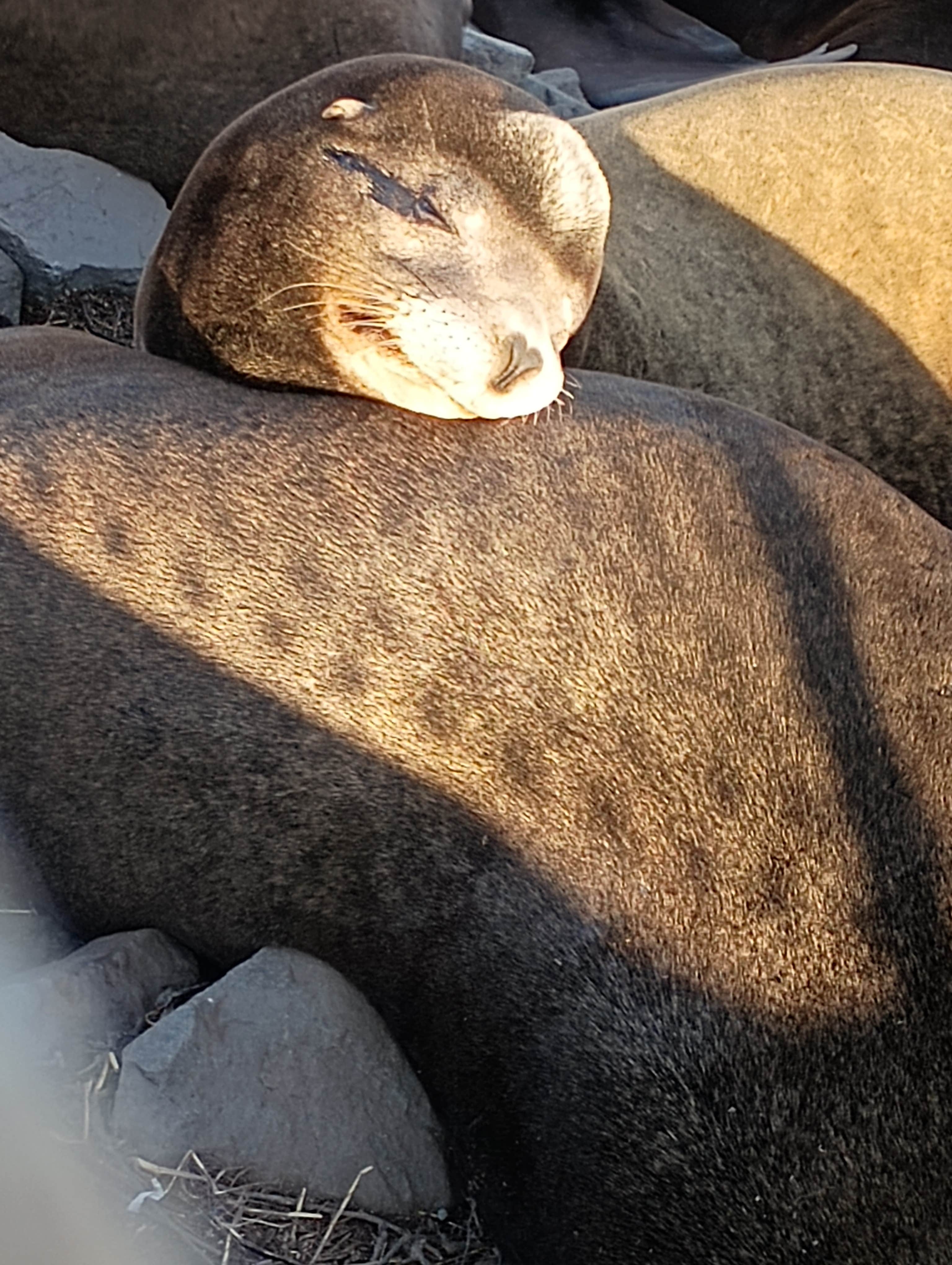 michael D.'s photo of camping with pets at Moss Landing KOA Express near Paicines, CA