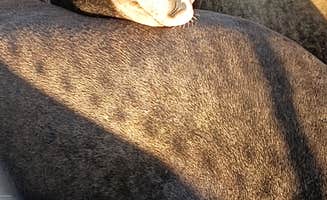 michael D.'s photo of camping with pets at Moss Landing KOA Express near Hollister, CA