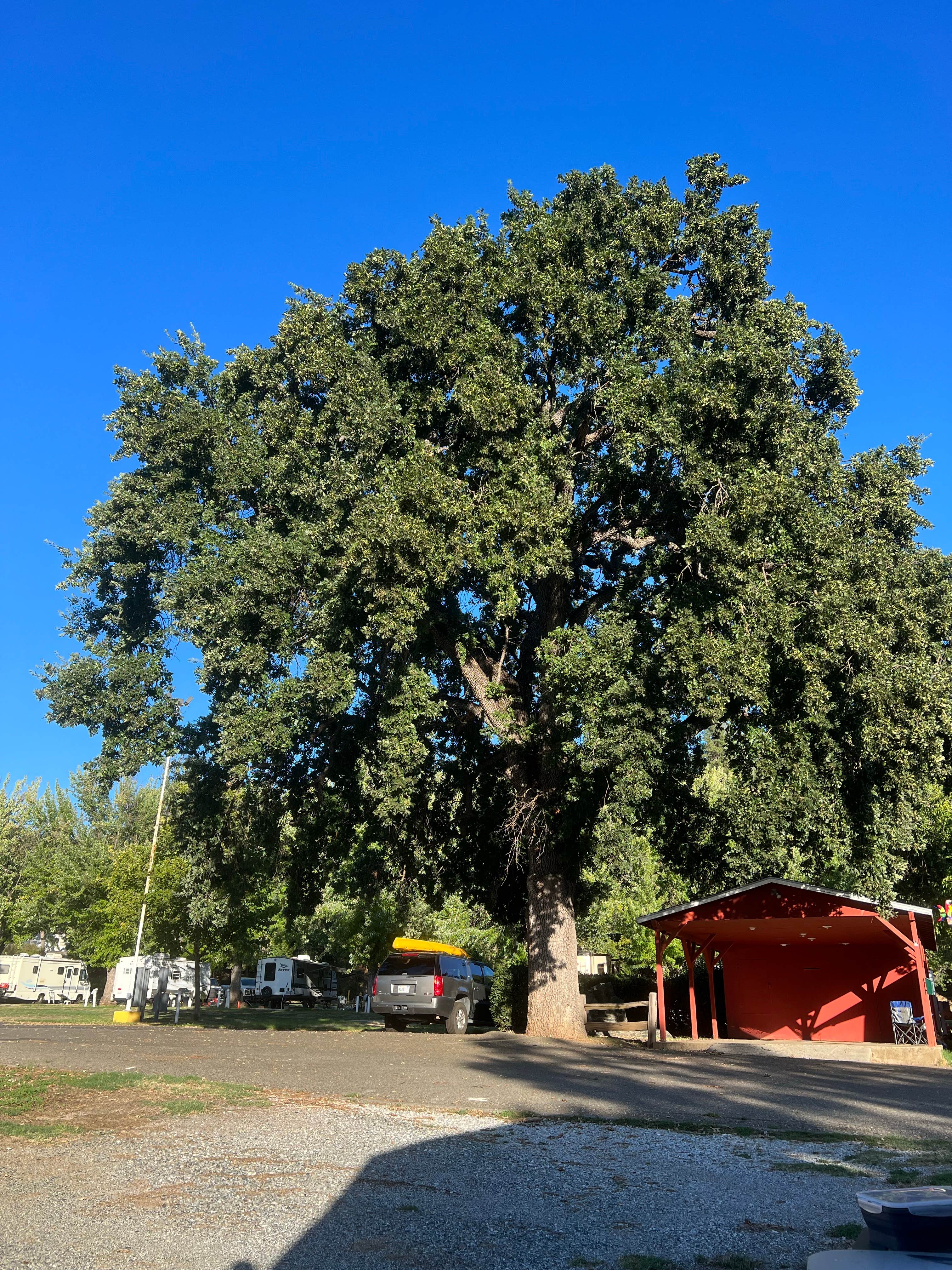 Camper submitted image from Mother Lode Fairgrounds - 1