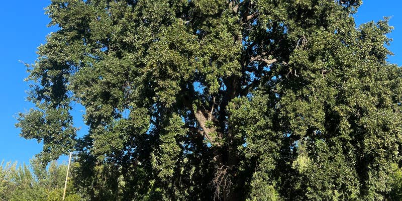 Camper submitted image from Mother Lode Fairgrounds