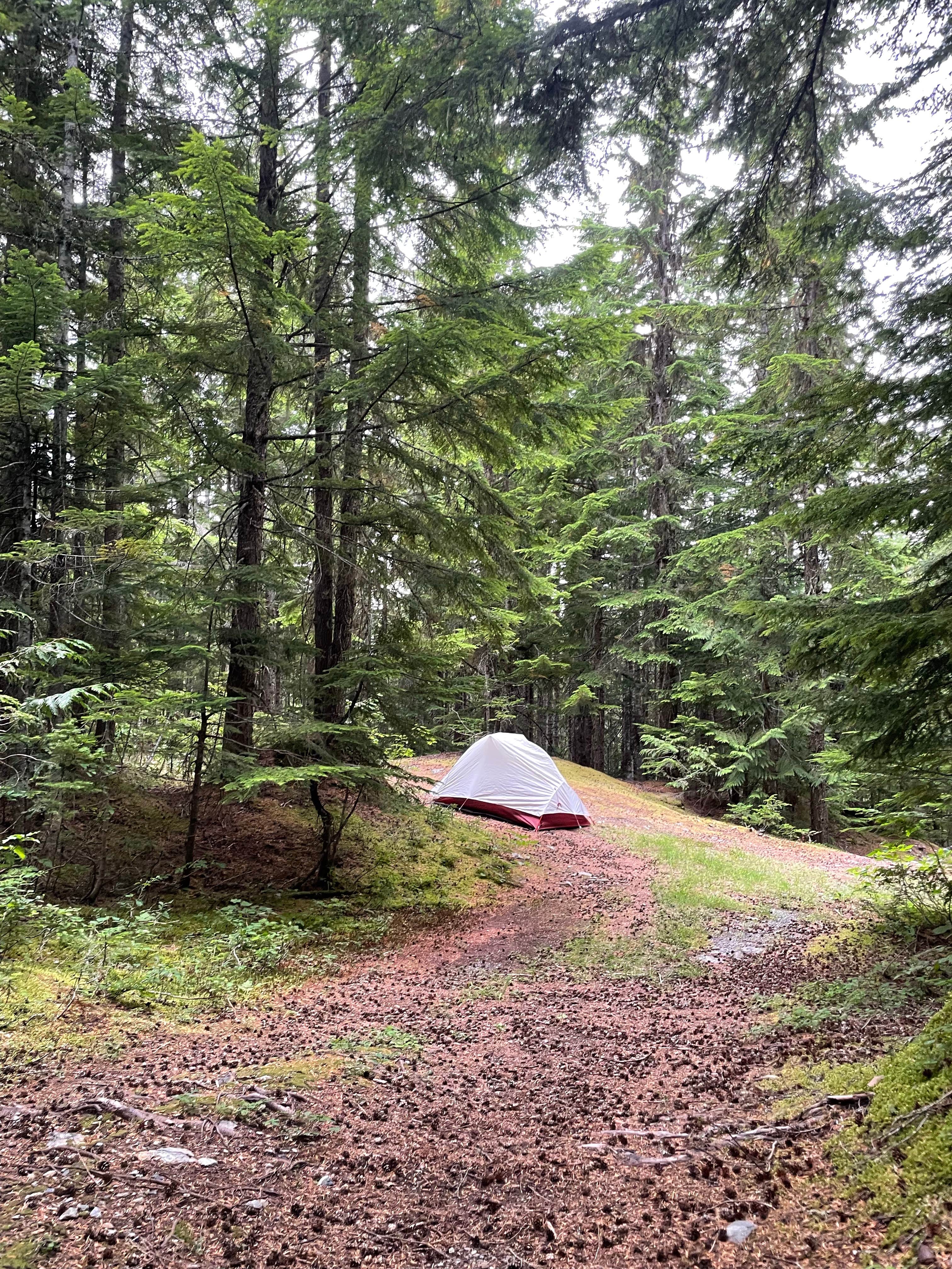Camper-submitted photo at Mount Baker Ski Area near Maple Falls, WA