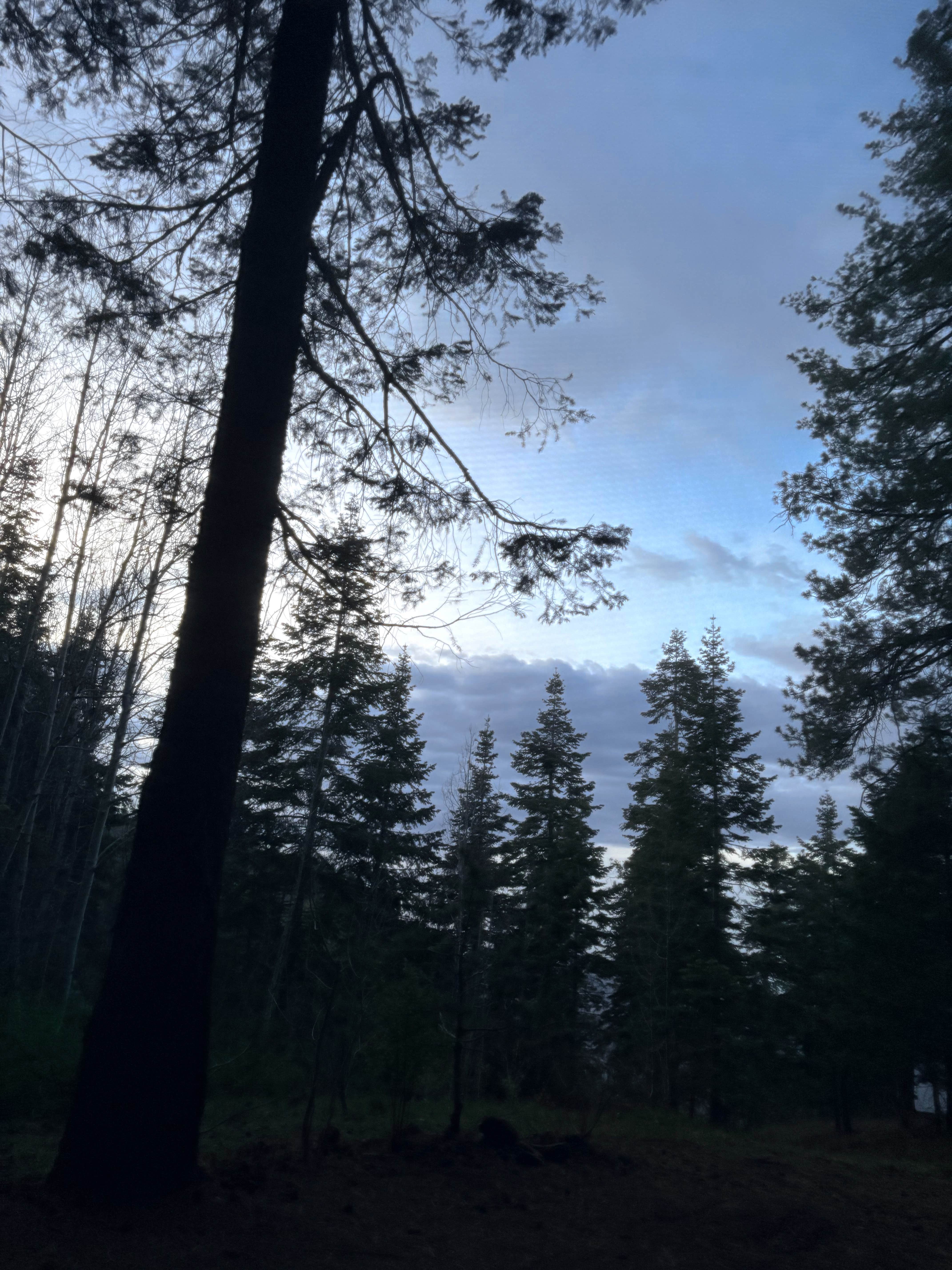 Camper-submitted photo at Mount Bigelow Dispersed near San Manuel, AZ