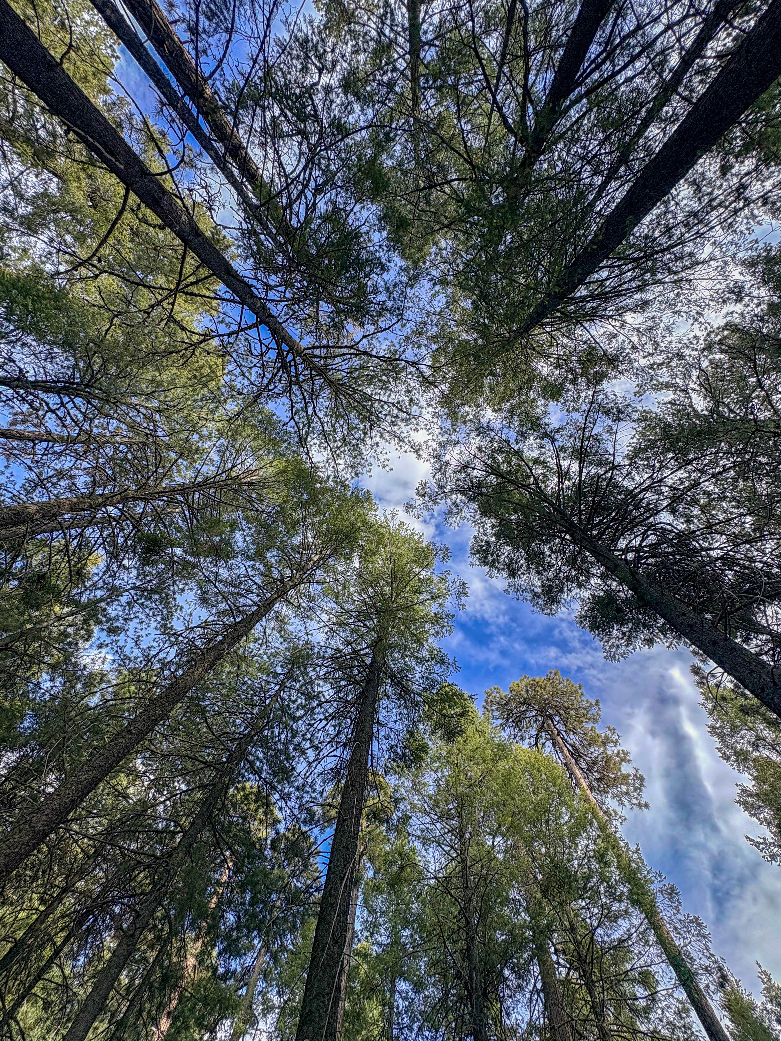 Camper-submitted photo at Mount Bigelow Dispersed near San Manuel, AZ
