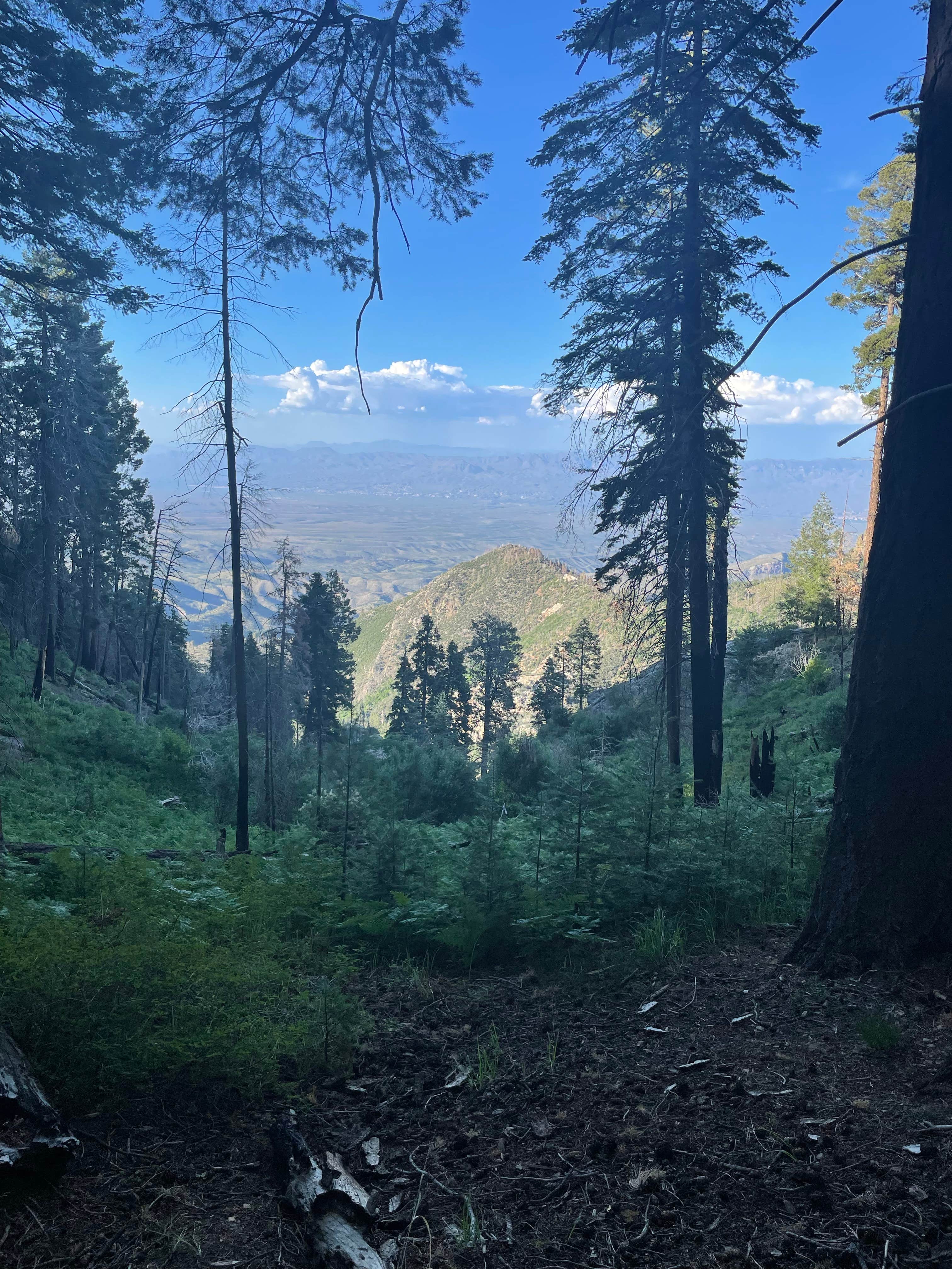 Camper-submitted photo at Mount Bigelow Dispersed near Tucson, AZ