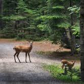 Review photo of Mount Desert Campground by Clean Slate D., August 1, 2025
