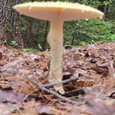 Review photo of Mount Desert Campground by Clean Slate D., August 1, 2025