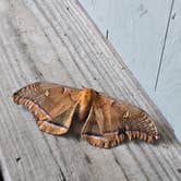 Review photo of Mount Desert Campground by Clean Slate D., August 1, 2025