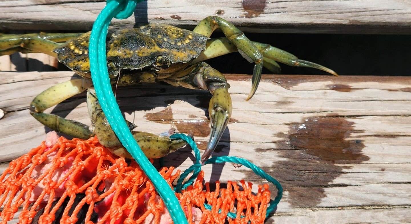 Crab on decking at Mount Desert Campground, Acadia National Park