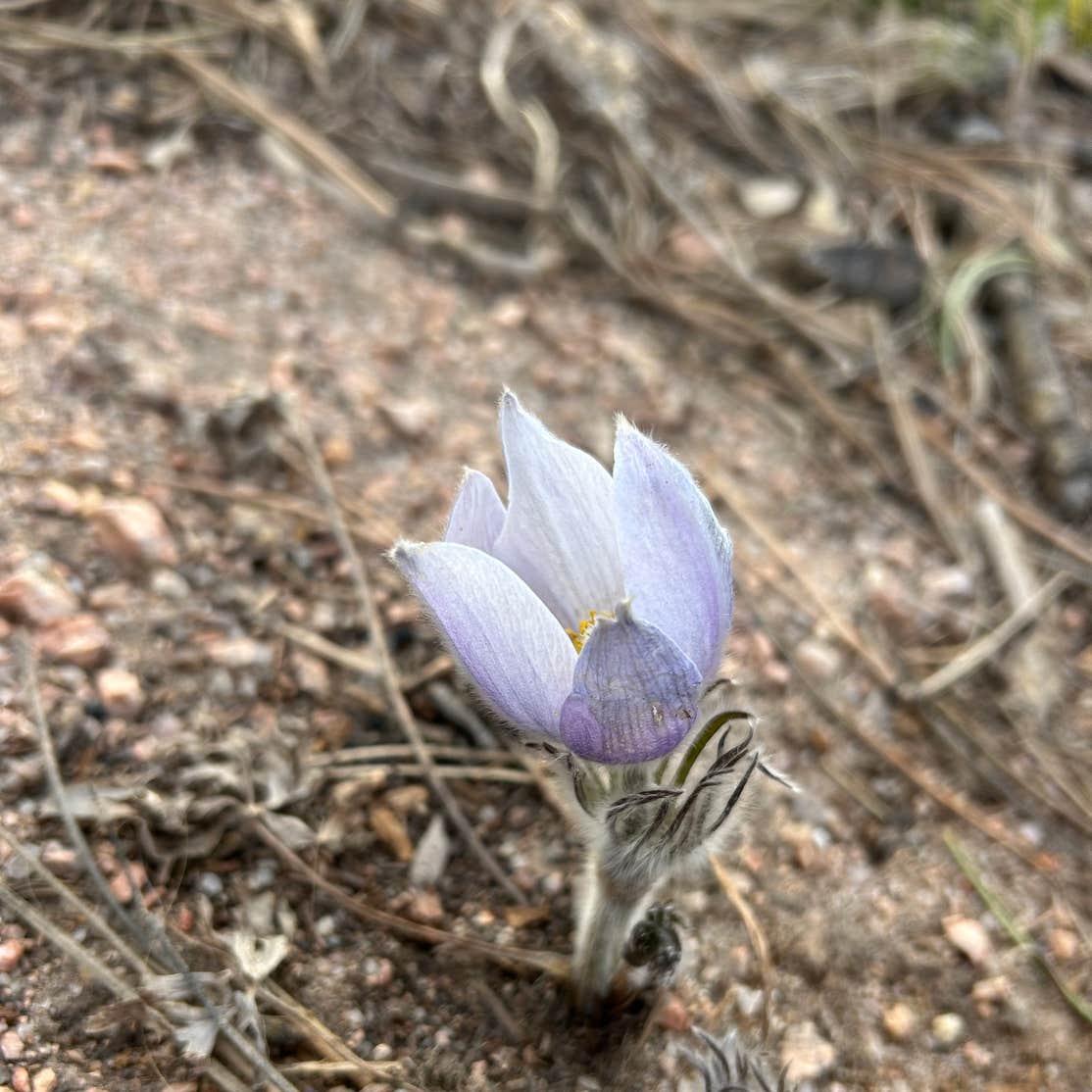 Mount Herman Road Dispersed Camping Monument, CO