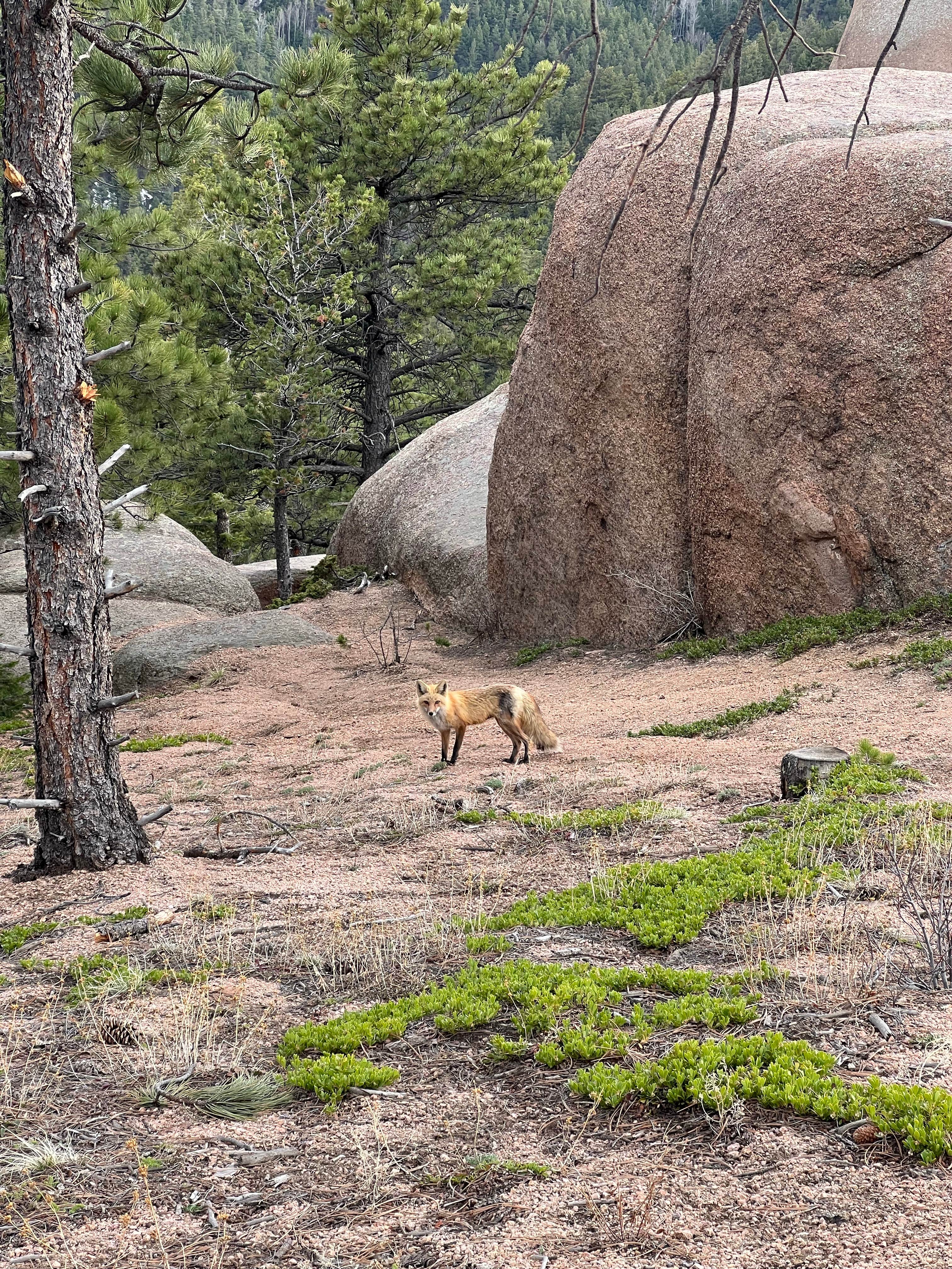 Jinho T.'s photo of camping with pets at Mount Herman Road Dispersed Camping near Castle Rock, CO