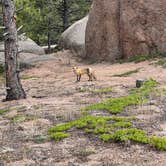 Review photo of Mount Herman Road Dispersed Camping by Jinho T., May 12, 2024