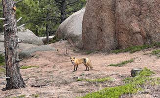 Jinho T.'s photo of camping with pets at Mount Herman Road Dispersed Camping near Castle Rock, CO