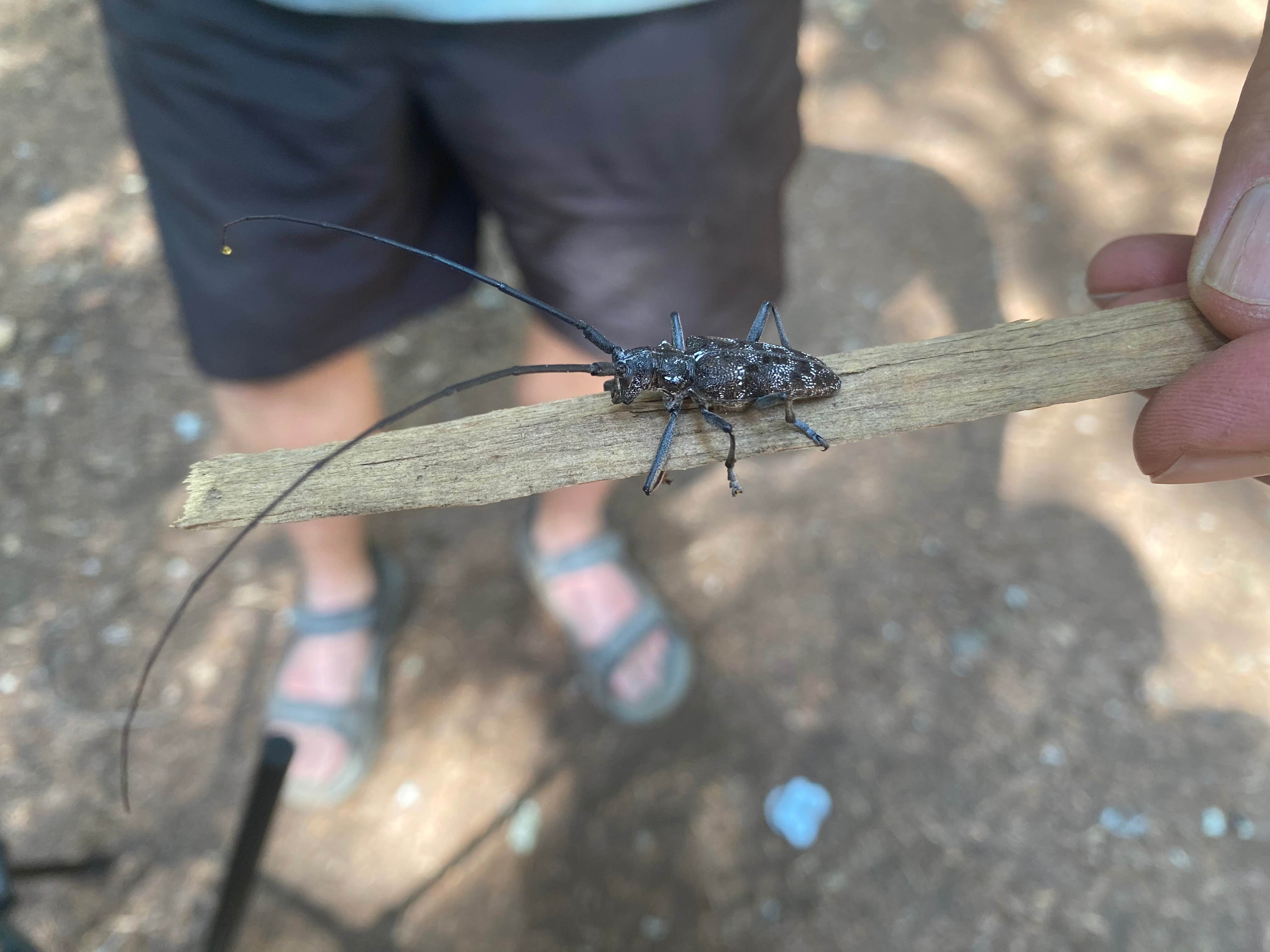 Camper-submitted photo at Mount Hood National Forest Frog Lake Campground near Government Camp, OR