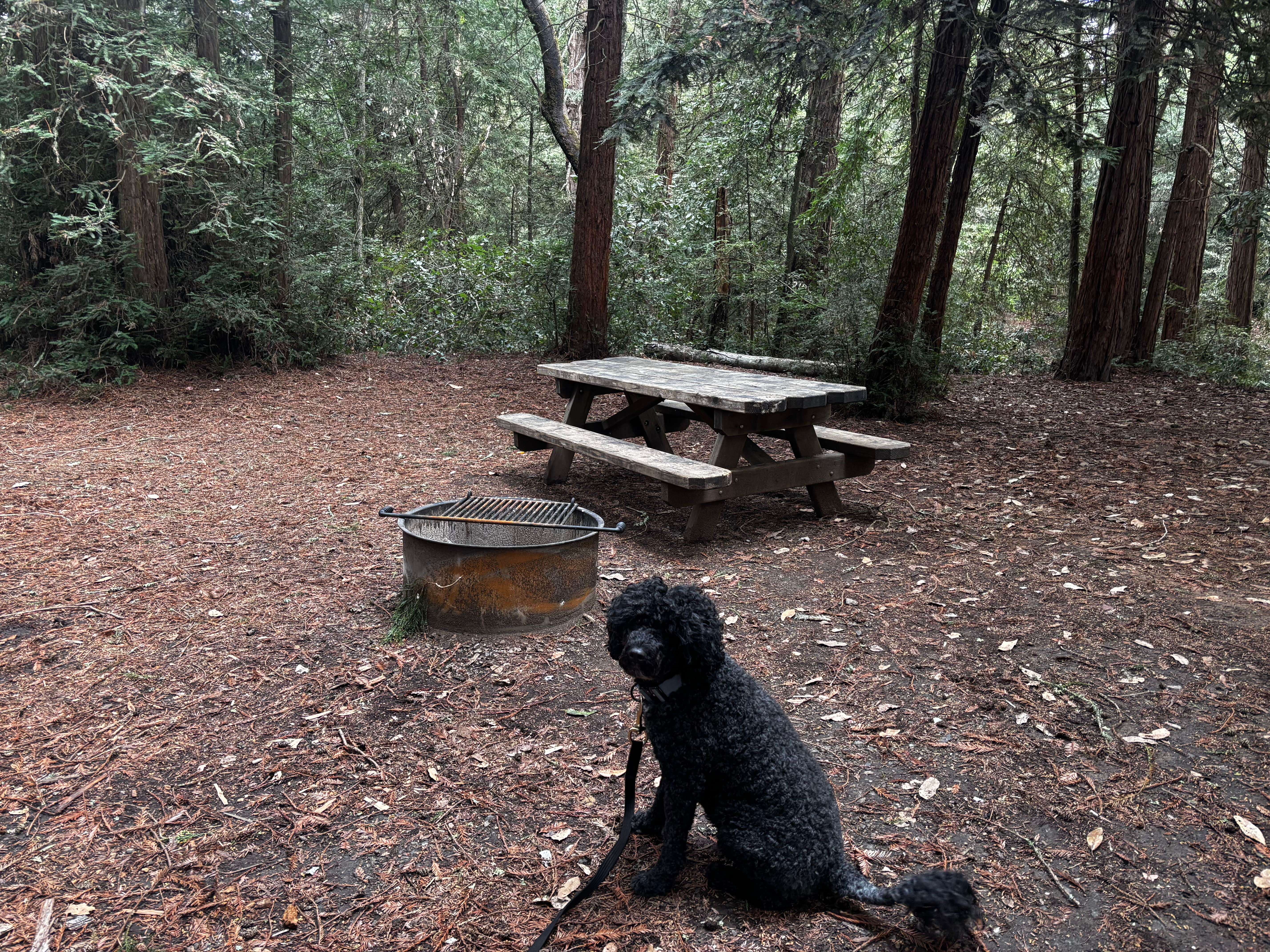 Chris D.'s photo of camping with pets at Mount Madonna County Park near San Jose, CA
