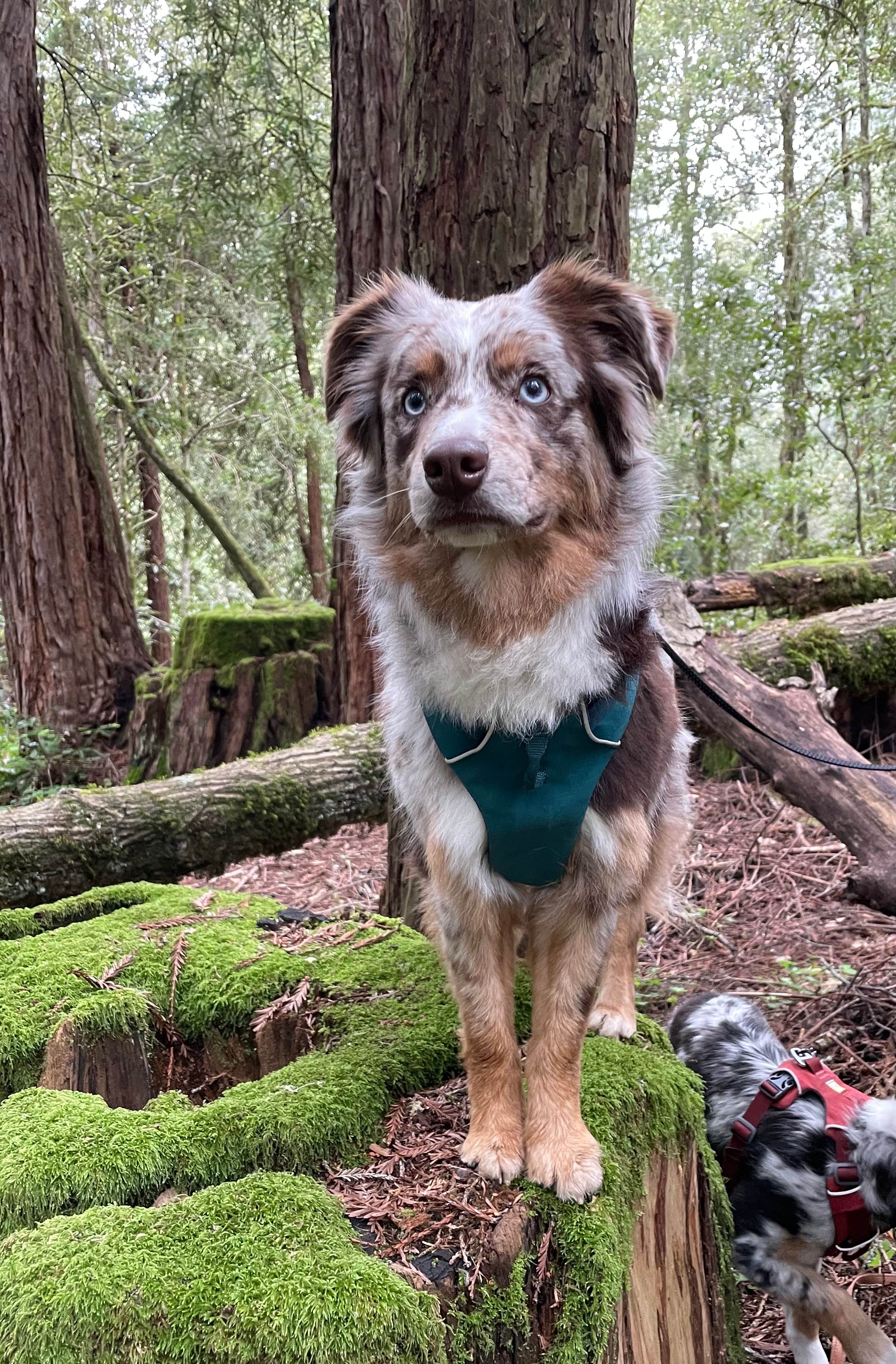 Lori T.'s photo of camping with pets at Mount Madonna County Park near San Jose, CA
