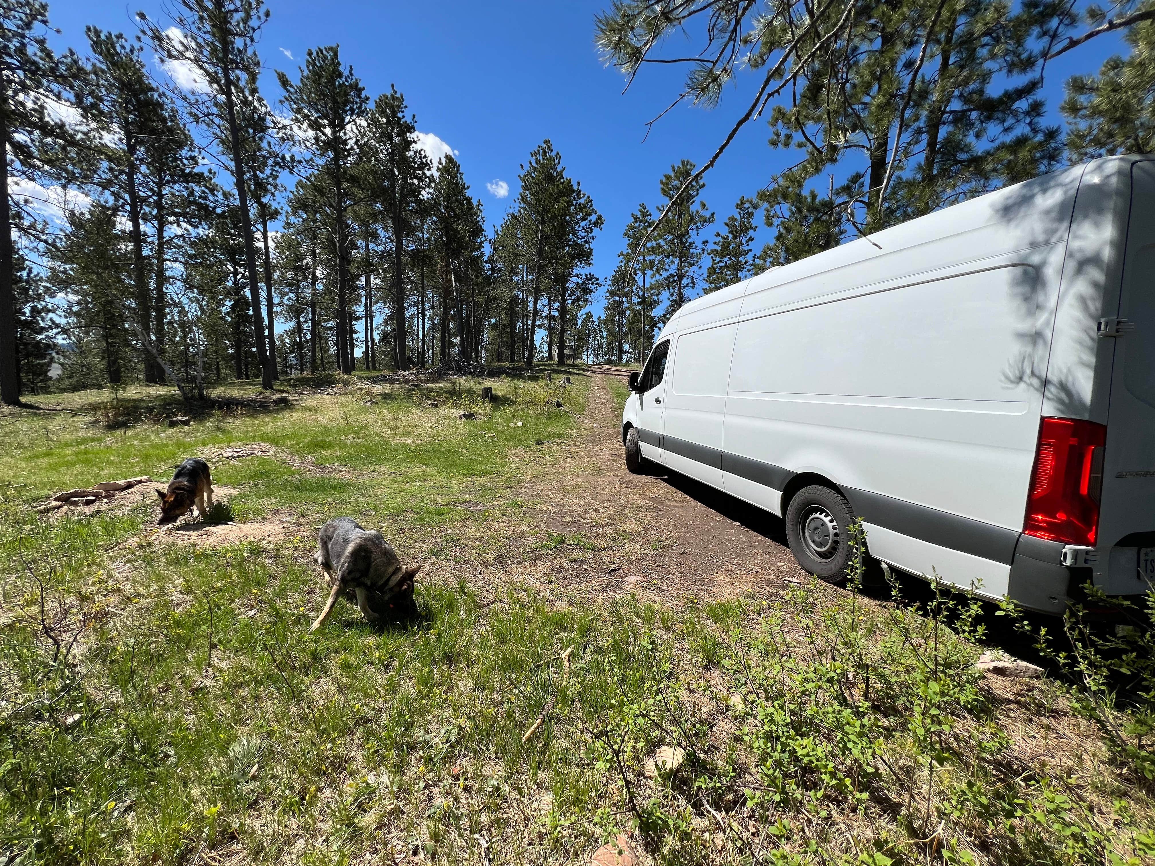 Bradley B.'s photo of camping with pets at Mount Roosevelt Road Dispersed Campsite near Spearfish, SD