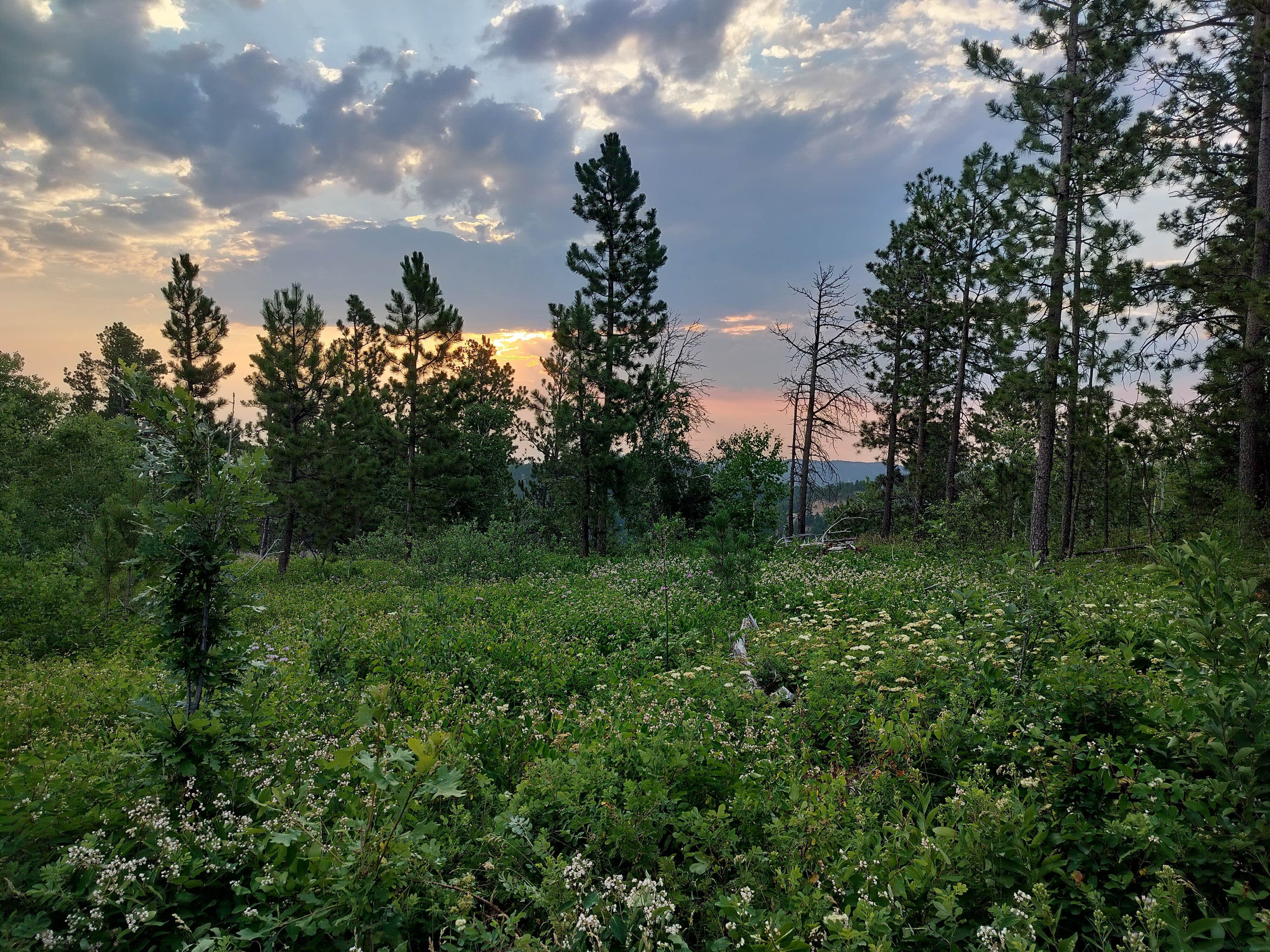 Camper-submitted photo at Mount Roosevelt Road Dispersed Campsite near Silver City, SD