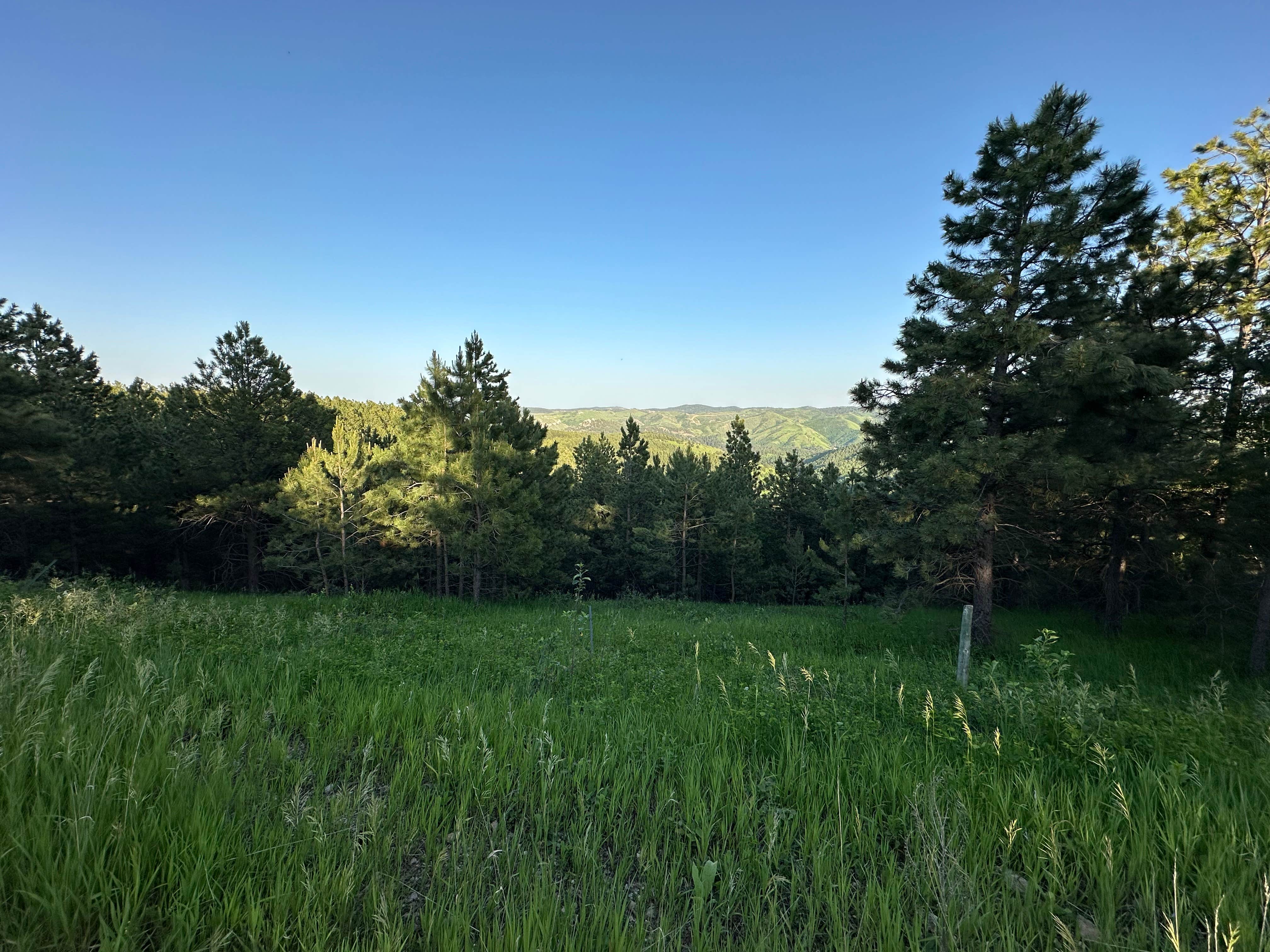 Camper-submitted photo at Mount Roosevelt Road Dispersed Campsite near Silver City, SD