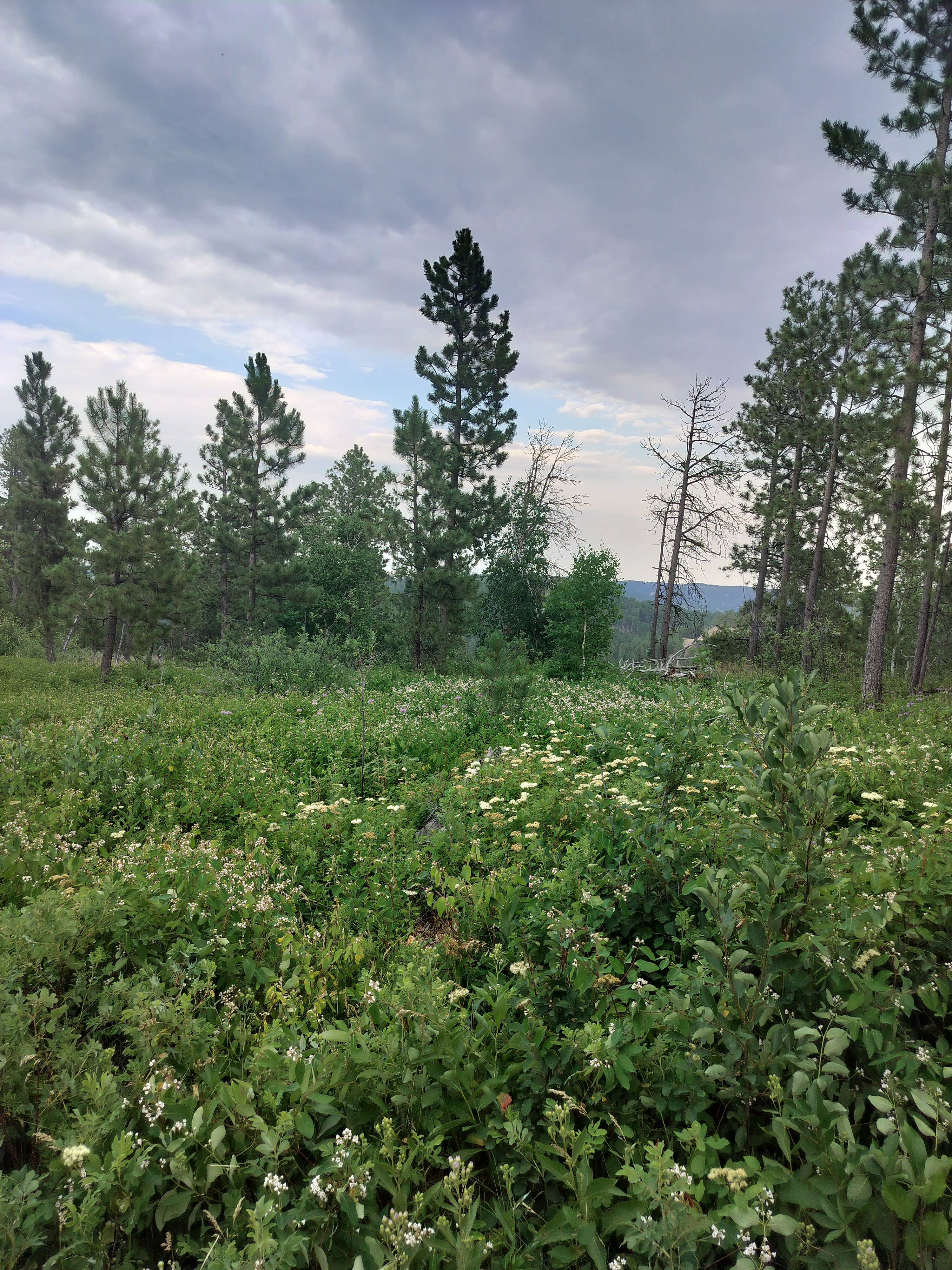 Camper-submitted photo at Mount Roosevelt Road Dispersed Campsite near Lead, SD