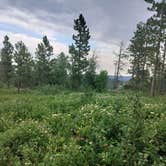 Review photo of Mount Roosevelt Road Dispersed Campsite by Heather S., July 21, 2024