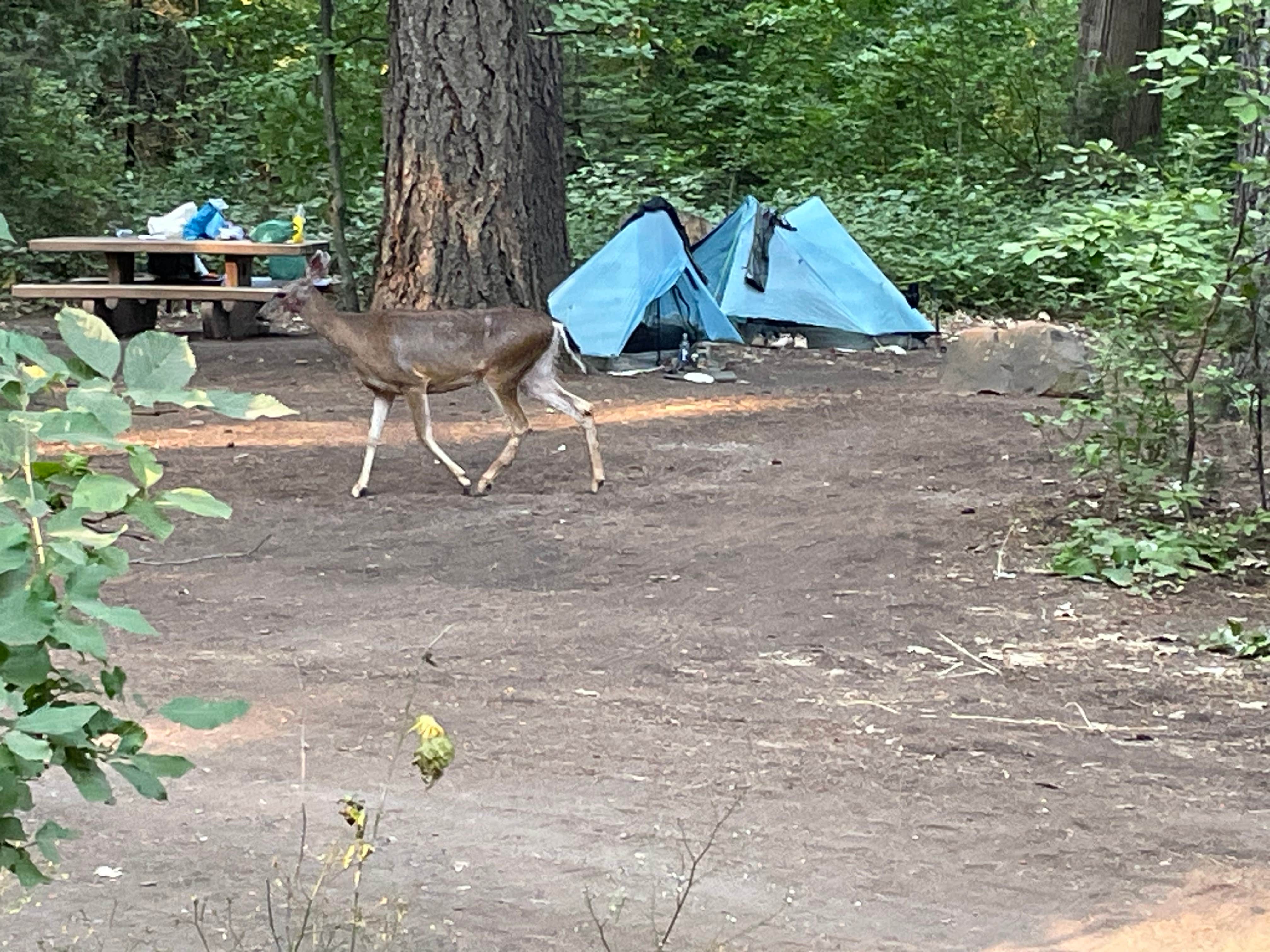 Robert N.'s photo at Mount Shasta City KOA Holiday near Gazelle, CA