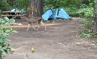 Robert N.'s photo at Mount Shasta City KOA Holiday near Weed, CA