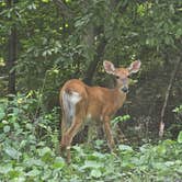 Review photo of Mountain Lake Campground and Cabins by Fred J., June 17, 2024