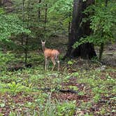 Review photo of Mountain Lake Campground and Cabins by Christopher S., June 1, 2025