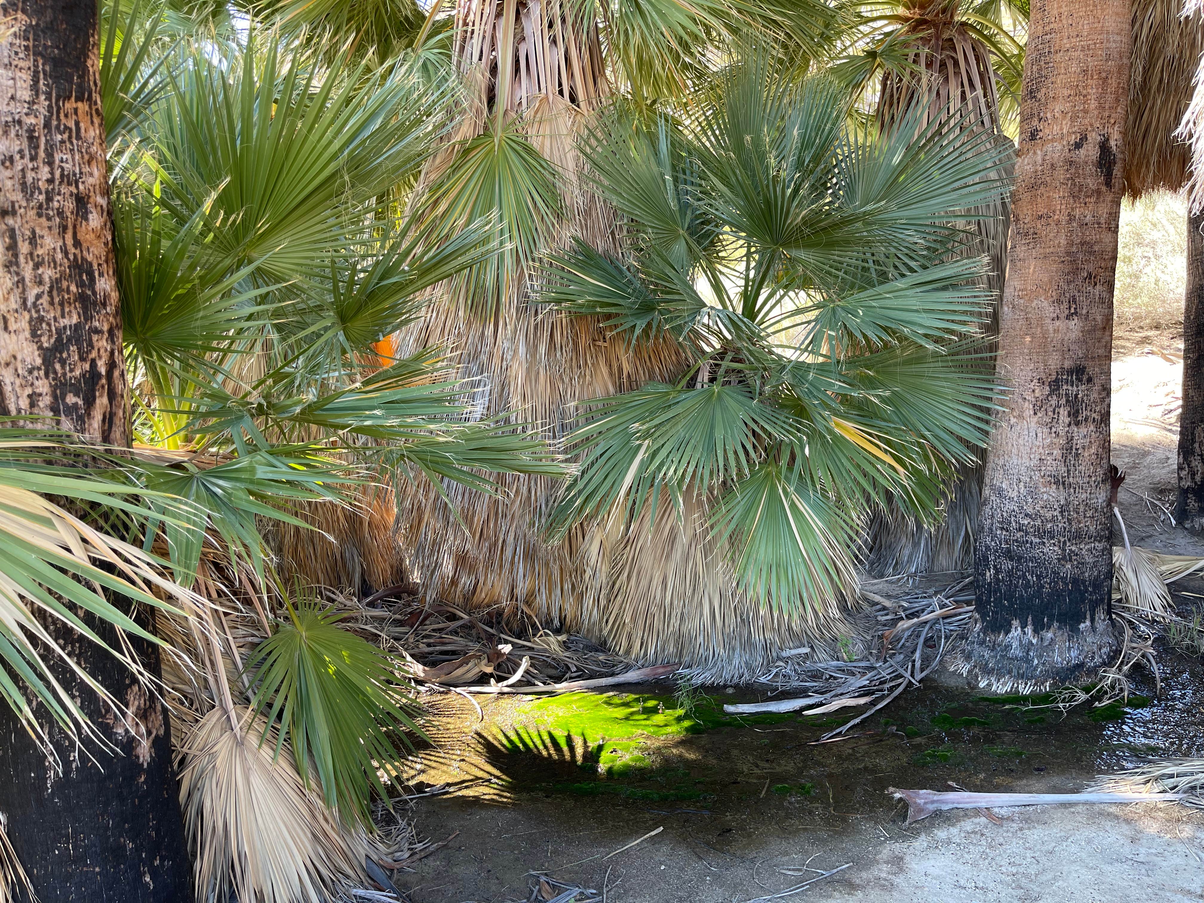 Camper-submitted photo at Mountain Palm Springs Camp near Mount Laguna, CA