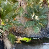 Review photo of Mountain Palm Springs Camp by Andy B., October 14, 2023