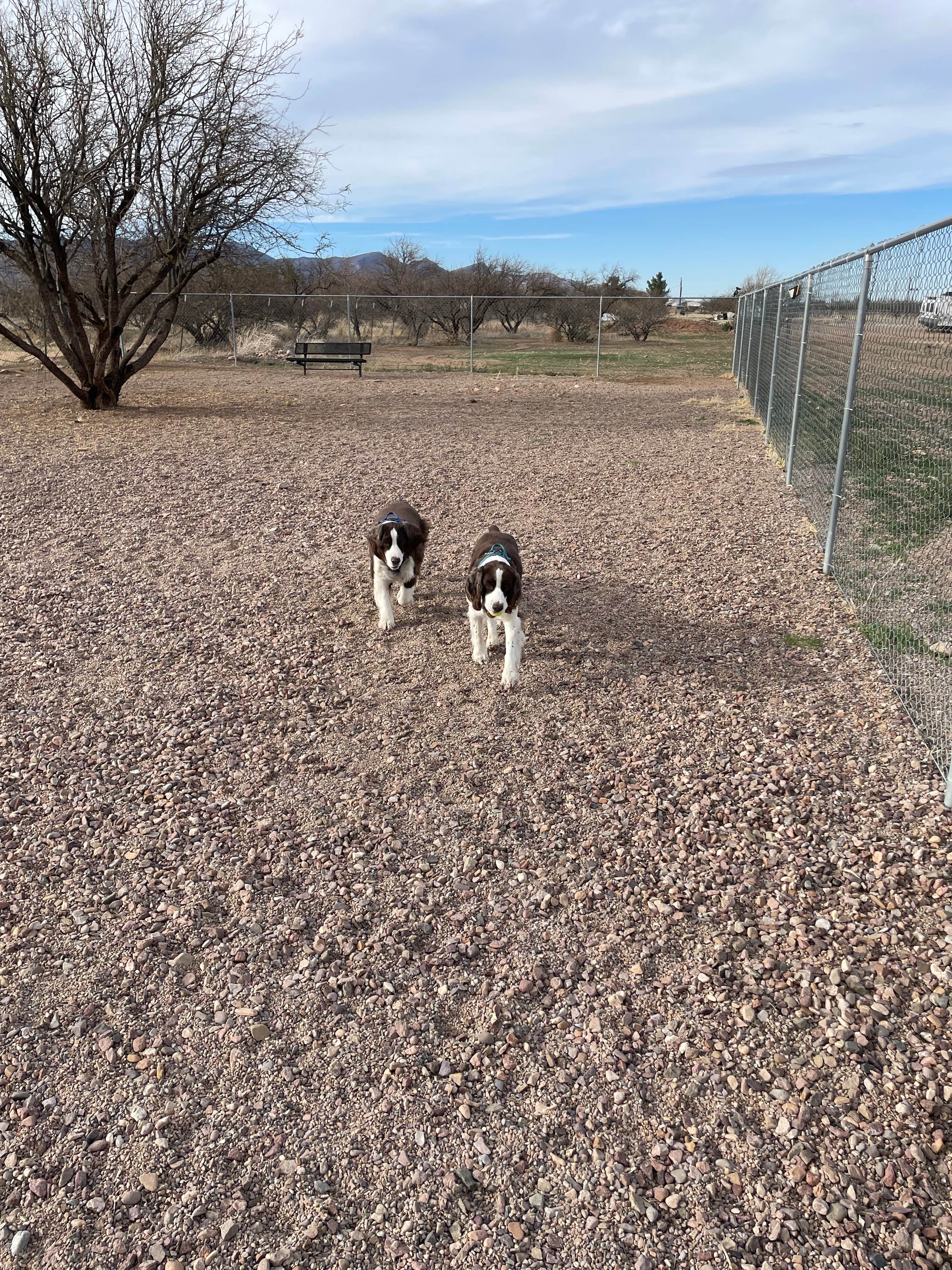 Joel R.'s photo of camping with pets at Mountain View RV Park near Sonoita, AZ