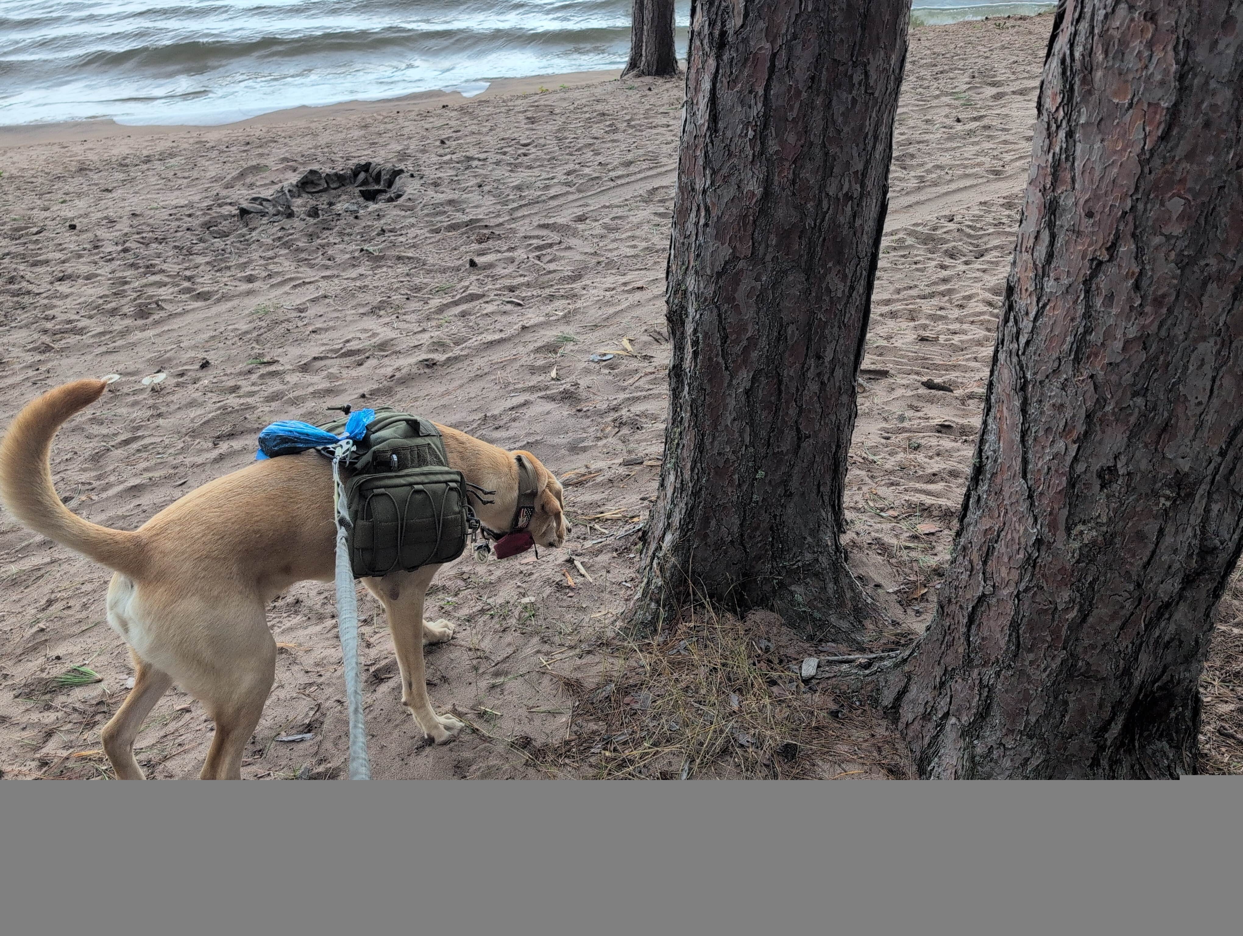Rick M.'s photo of camping with pets at Mouth of the Huron Dispersed Camping near Eagle Harbor, MI