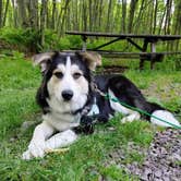 Review photo of Mt. Davis Division Campsite — Forbes State Forest by Maura R., May 31, 2026