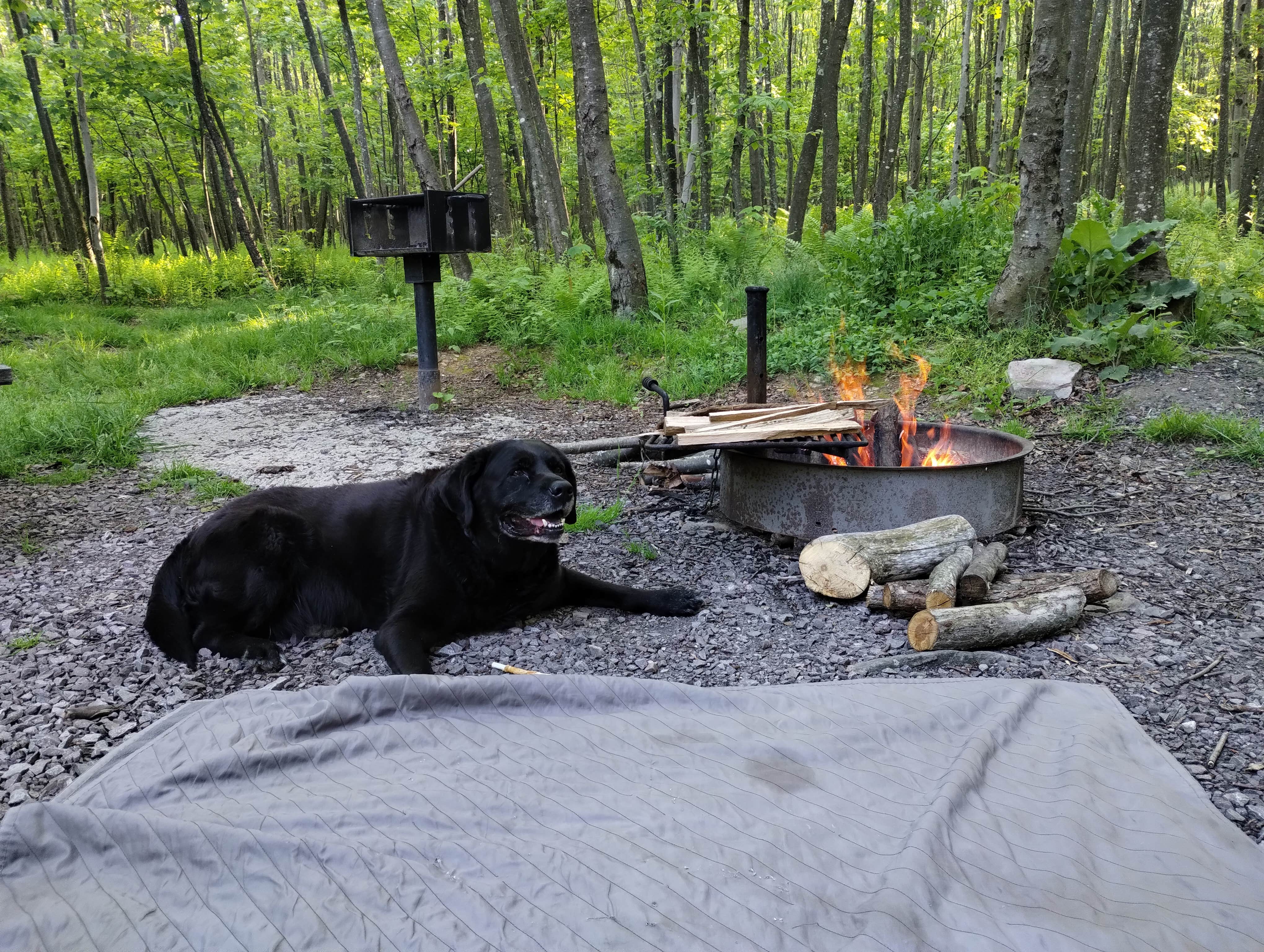 Camping near Savage River State Forest: Mt. Davis Division Campsite — Forbes State Forest, Markleton, Pennsylvania