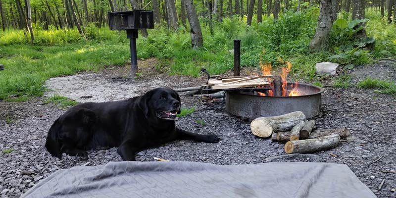 Camper submitted image from Mt. Davis Division Campsite — Forbes State Forest